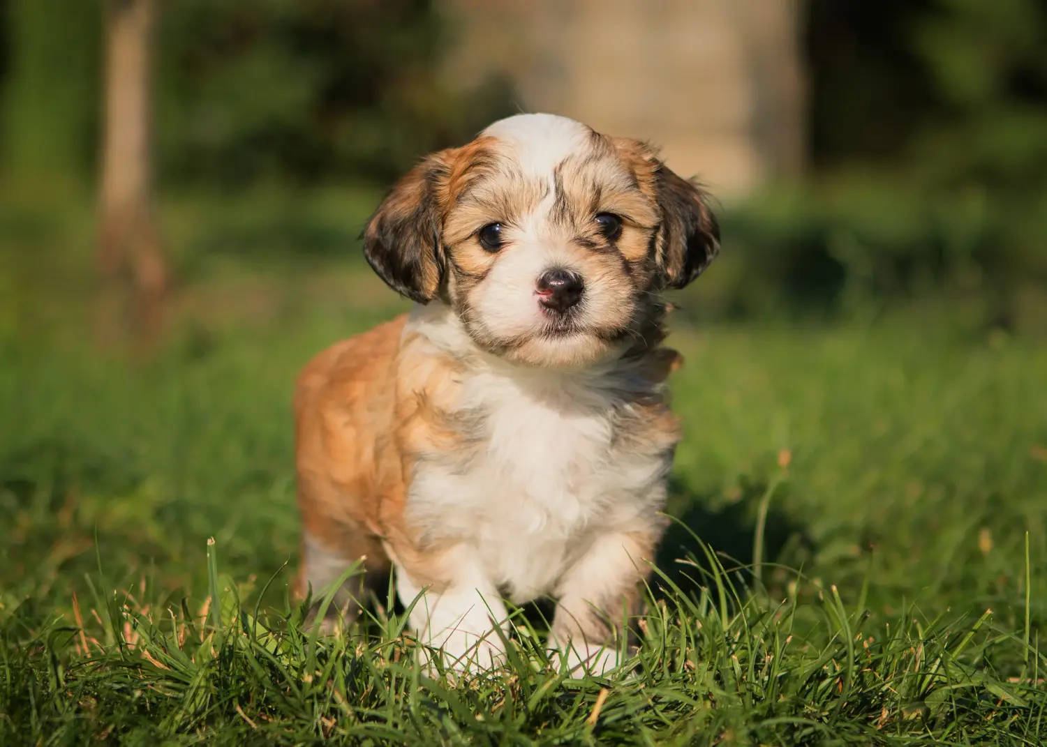 Egy havanese kölyökkutya megvásárlása felelősségvállalást jelent! Vásároljon havanese kiskutyákat.
