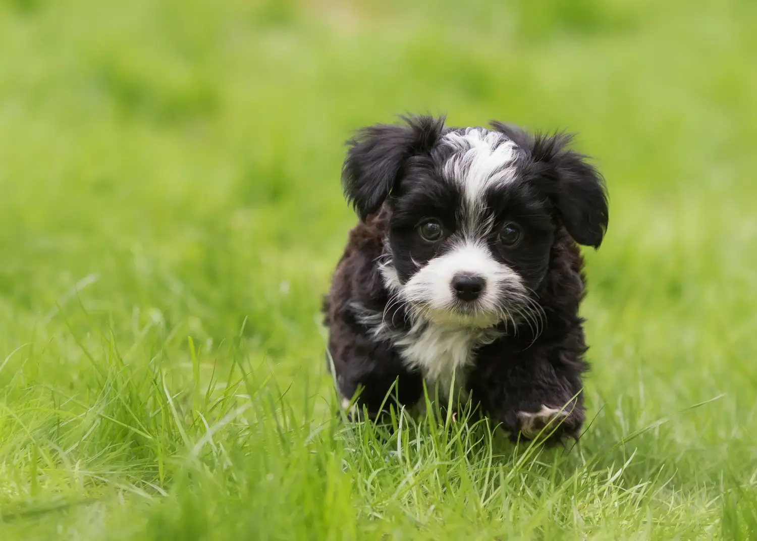 Egy havanese kölyökkutya megvásárlása felelősségvállalást jelent! Vásároljon havanese kiskutyákat.