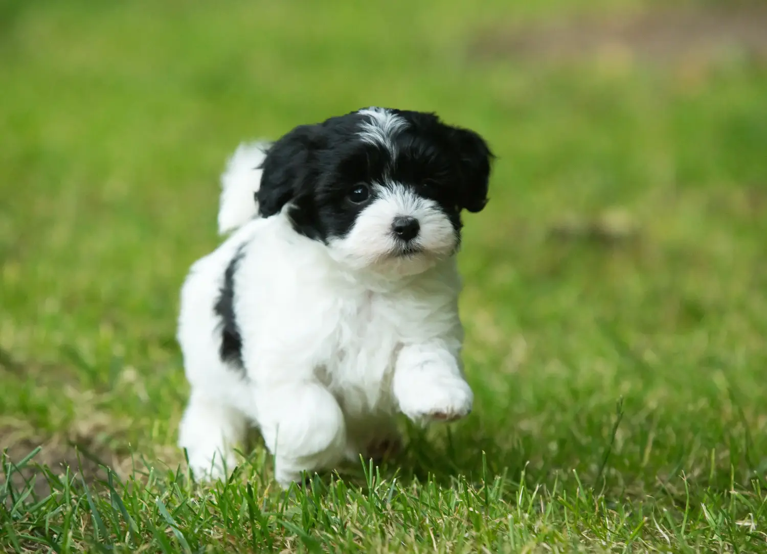 Egy havanese kölyökkutya megvásárlása felelősségvállalást jelent! Vásároljon havanese kiskutyákat.