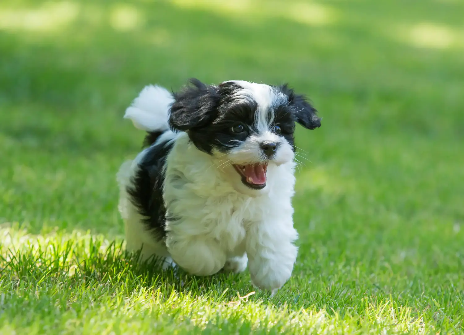 Egy havanese kölyökkutya megvásárlása felelősségvállalást jelent! Vásároljon havanese kiskutyákat.