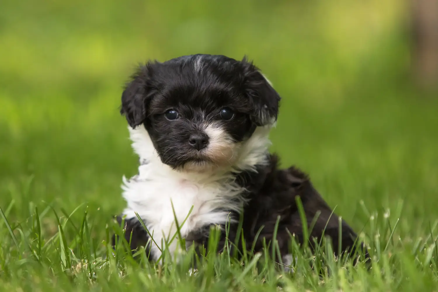 Egy havanese kölyökkutya megvásárlása felelősségvállalást jelent! Vásároljon havanese kiskutyákat.