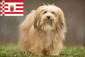 Read more about the article Havanese tenyésztők és kiskutyák Brémában