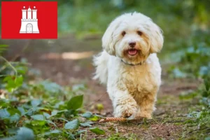 Read more about the article Havanese tenyésztők és kölykök Hamburgban