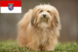 Read more about the article Havanese tenyésztők és kiskutyák Hessenben