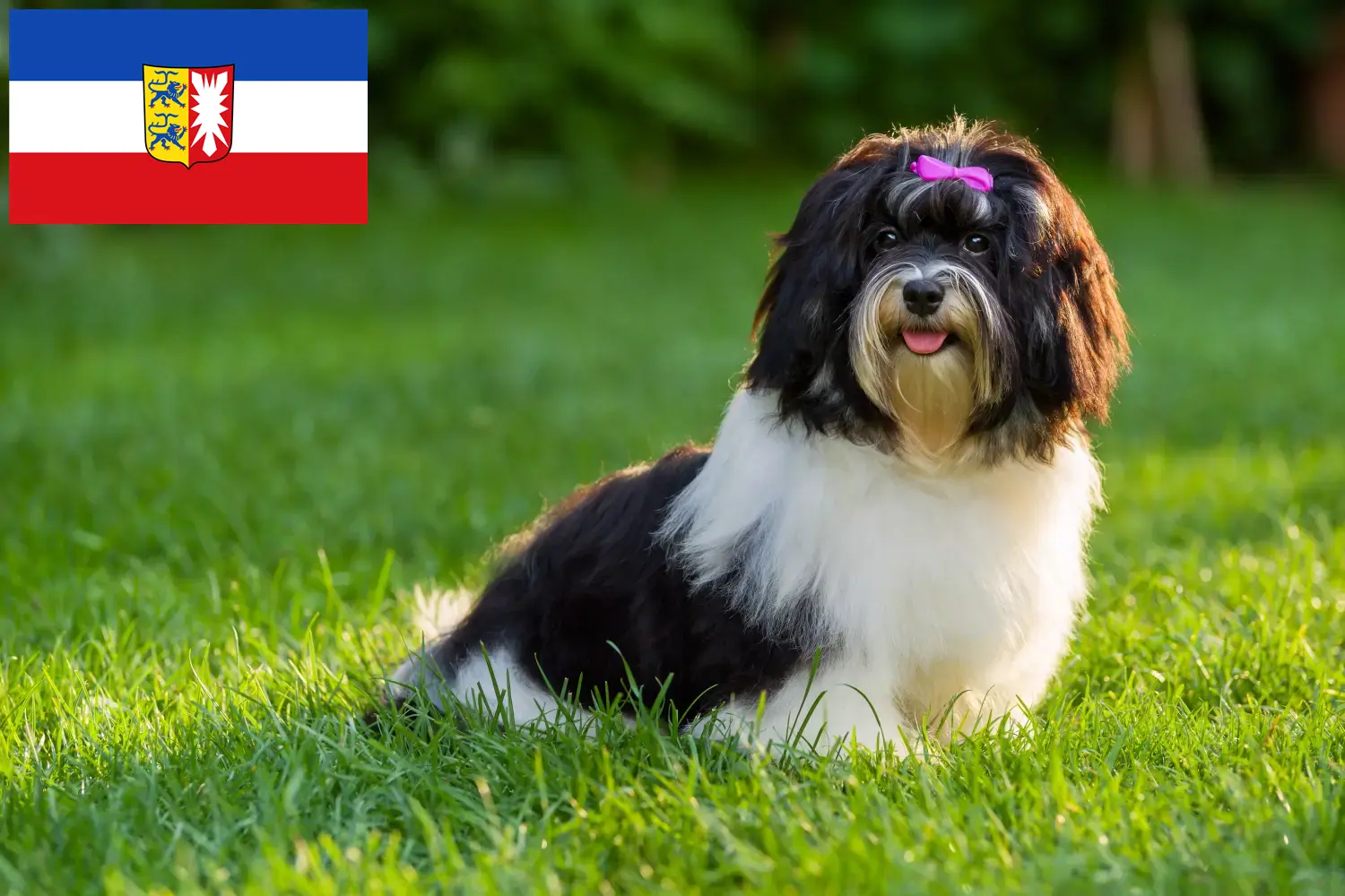 Read more about the article Havanese tenyésztők és kiskutyák Schleswig-Holstein tartományban