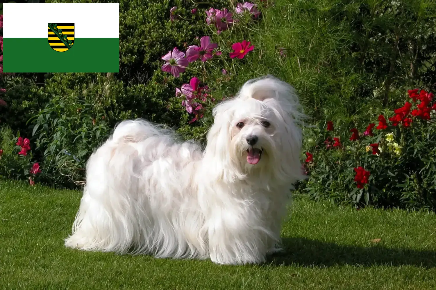 Read more about the article Havanese tenyésztők és kiskutyák Szászországban