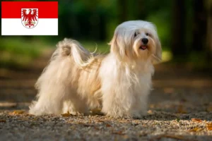 Read more about the article Havanese tenyésztők és kölykök Brandenburgban