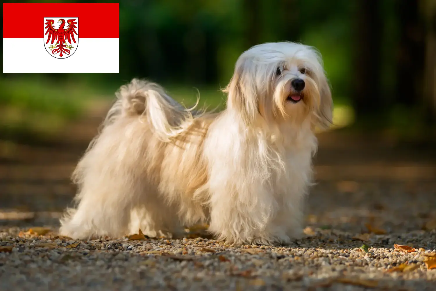 Havanese kölykök és tenyésztők Brandenburg Itt találhat havanese tenyésztőket Brandenburgban.