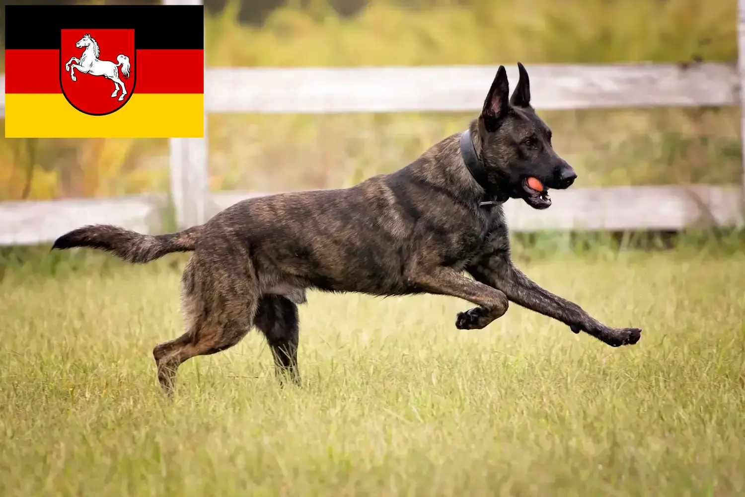 Hollandse Herdershond kölyökkutyák és tenyésztők Alsó-Szászország Itt holland herdershonden tenyésztőket talál Niedersachsenben.