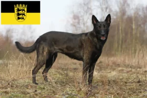 Read more about the article Hollandse Herdershond tenyésztők és kölykök Baden-Württembergben