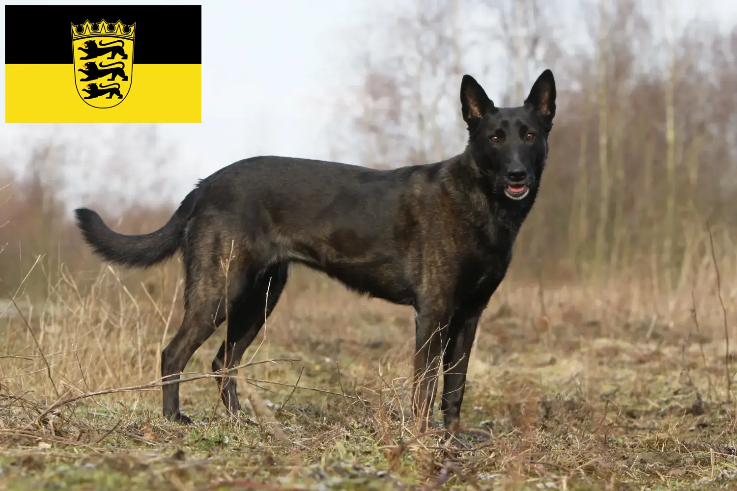 Read more about the article Hollandse Herdershond tenyésztők és kölykök Baden-Württembergben