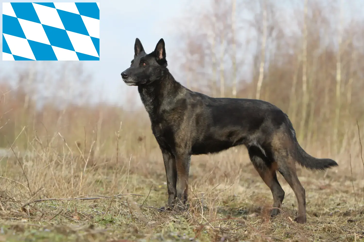 Read more about the article Hollandse Herdershond tenyésztők és kiskutyák Bajorországban