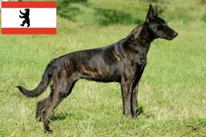 Read more about the article Hollandse Herdershond tenyésztők és kölykök Berlinben