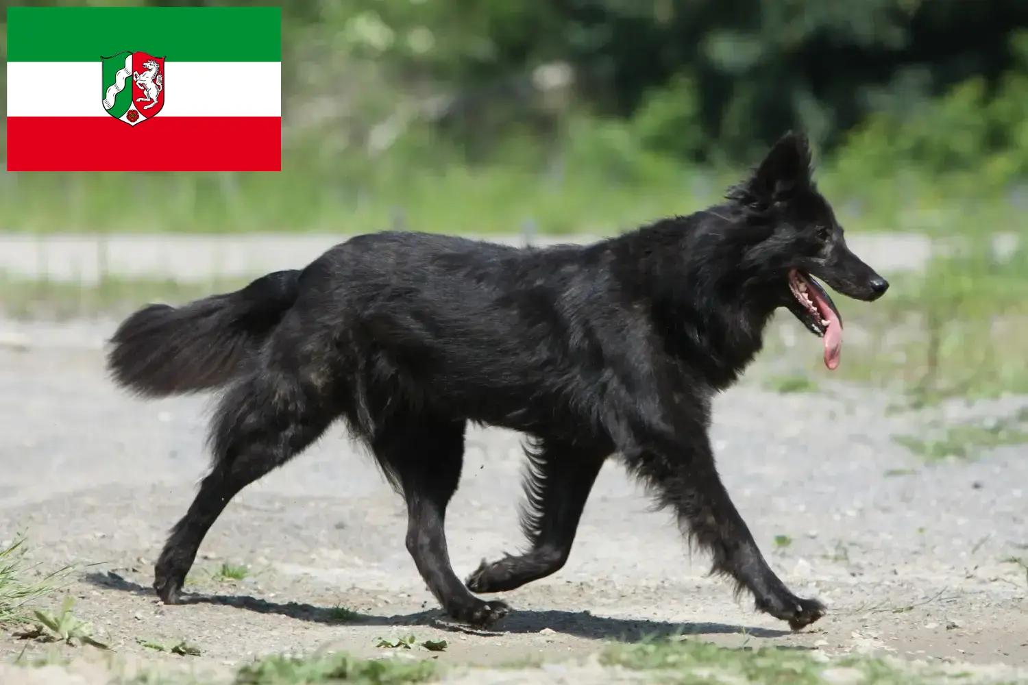 Hollandse Herdershond kiskutyák és tenyésztők Észak-Rajna-Vesztfália Itt talál Hollandse Herdershonden tenyésztőket Észak-Rajna-Vesztfália területén.