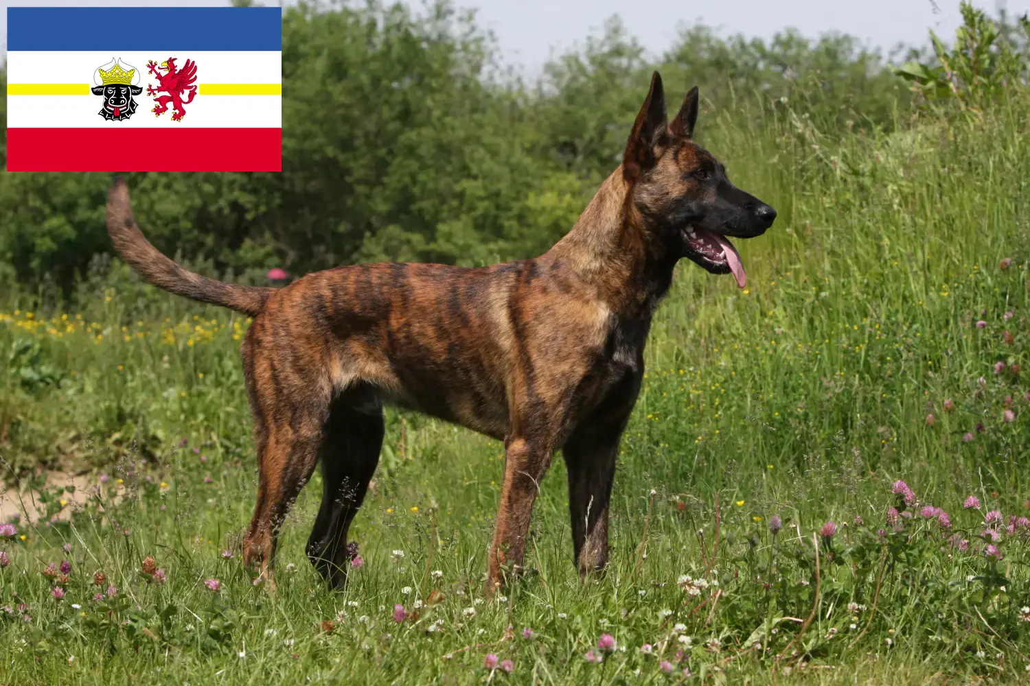 Hollandse Herdershond kölyökkutyák és tenyésztők Mecklenburg-Vorpommern Itt találhat holland Herdershonden tenyésztőket Mecklenburg-Vorpommernben.