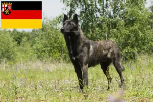 Read more about the article Hollandse Herdershond tenyésztők és kiskutyák Rajna-vidék-Pfalzban