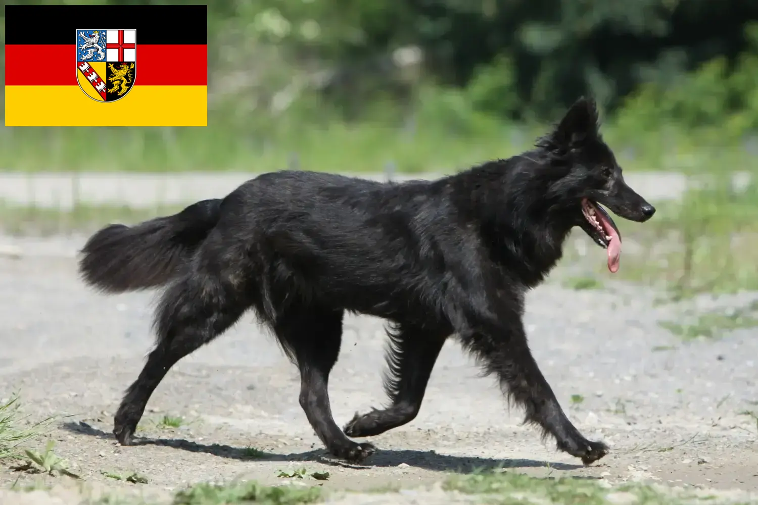 Read more about the article Hollandse Herdershond tenyésztők és kölykök Saarlandban
