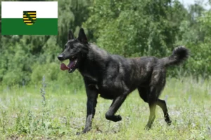 Read more about the article Hollandse Herdershond tenyésztők és kölykök Szászországban