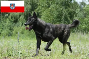 Read more about the article Hollandse Herdershond tenyésztők és kölykök Türingiában