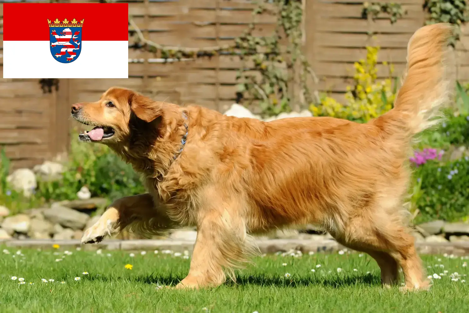Hovawart kölyökkutyák és tenyésztők Hessen Itt megtalálja a hesseni Hovawarts tenyésztőket.