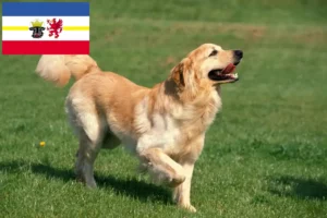 Read more about the article Hovawart tenyésztők és kiskutyák Mecklenburg-Vorpommernben