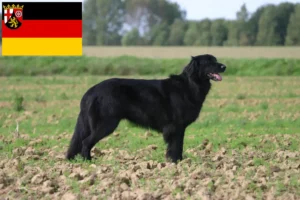 Read more about the article Hovawart tenyésztők és kiskutyák Rajna-vidék-Pfalzban