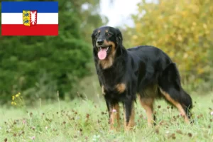 Read more about the article Hovawart tenyésztők és kiskutyák Schleswig-Holsteinben