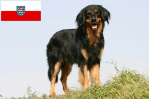 Read more about the article Hovawart tenyésztők és kiskutyák Türingiában