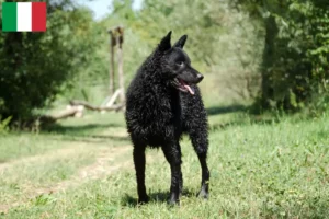 Read more about the article Hrvatski ovčar tenyésztők és kiskutyák Olaszországban