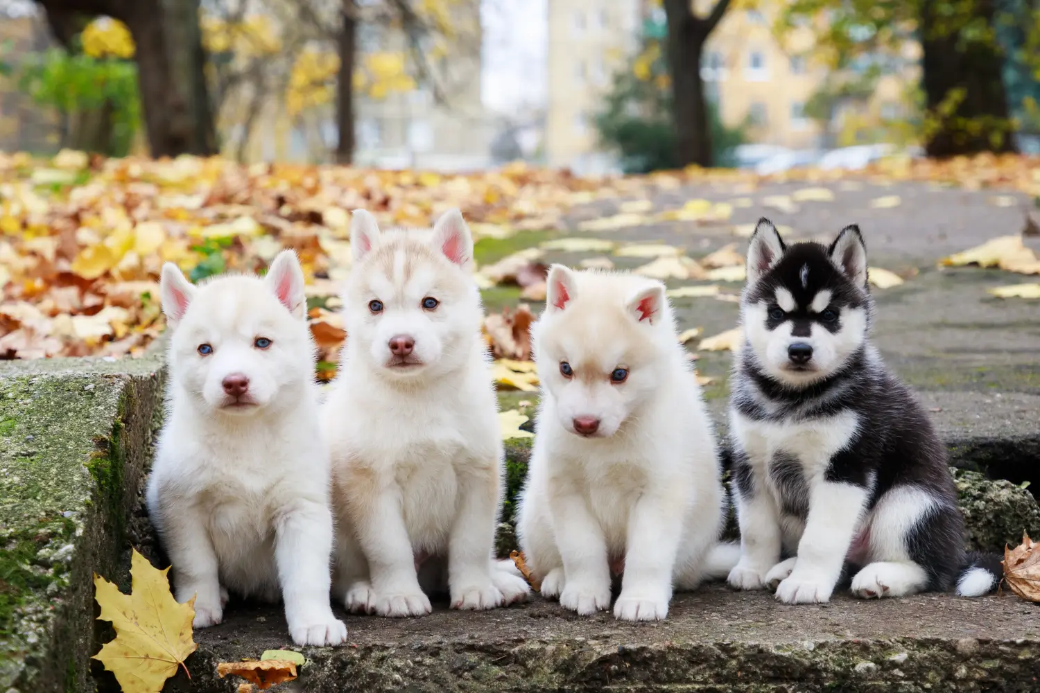 Husky kölyökkutya vásárlása felelősségvállalást jelent! Husky kiskutyák vásárlása.