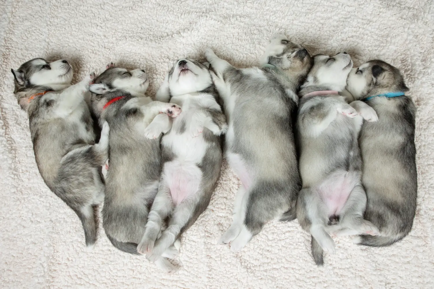 Husky kölyökkutya vásárlása felelősségvállalást jelent! Husky kiskutyák vásárlása.
