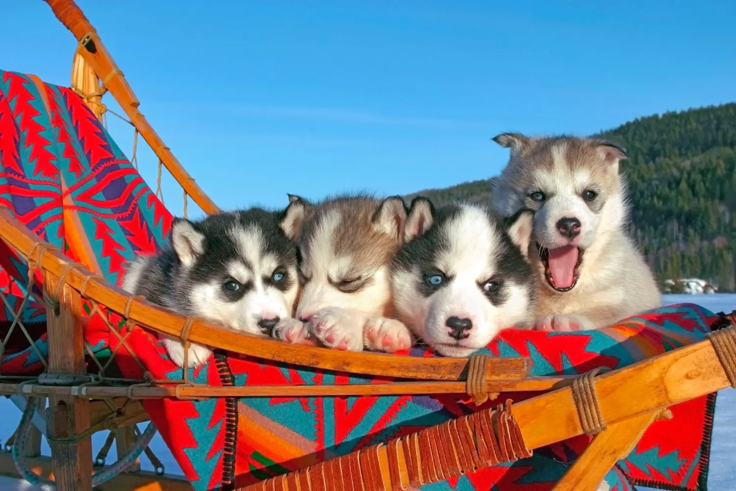 Husky kölyökkutya vásárlása felelősségvállalást jelent! Husky kiskutyák vásárlása.