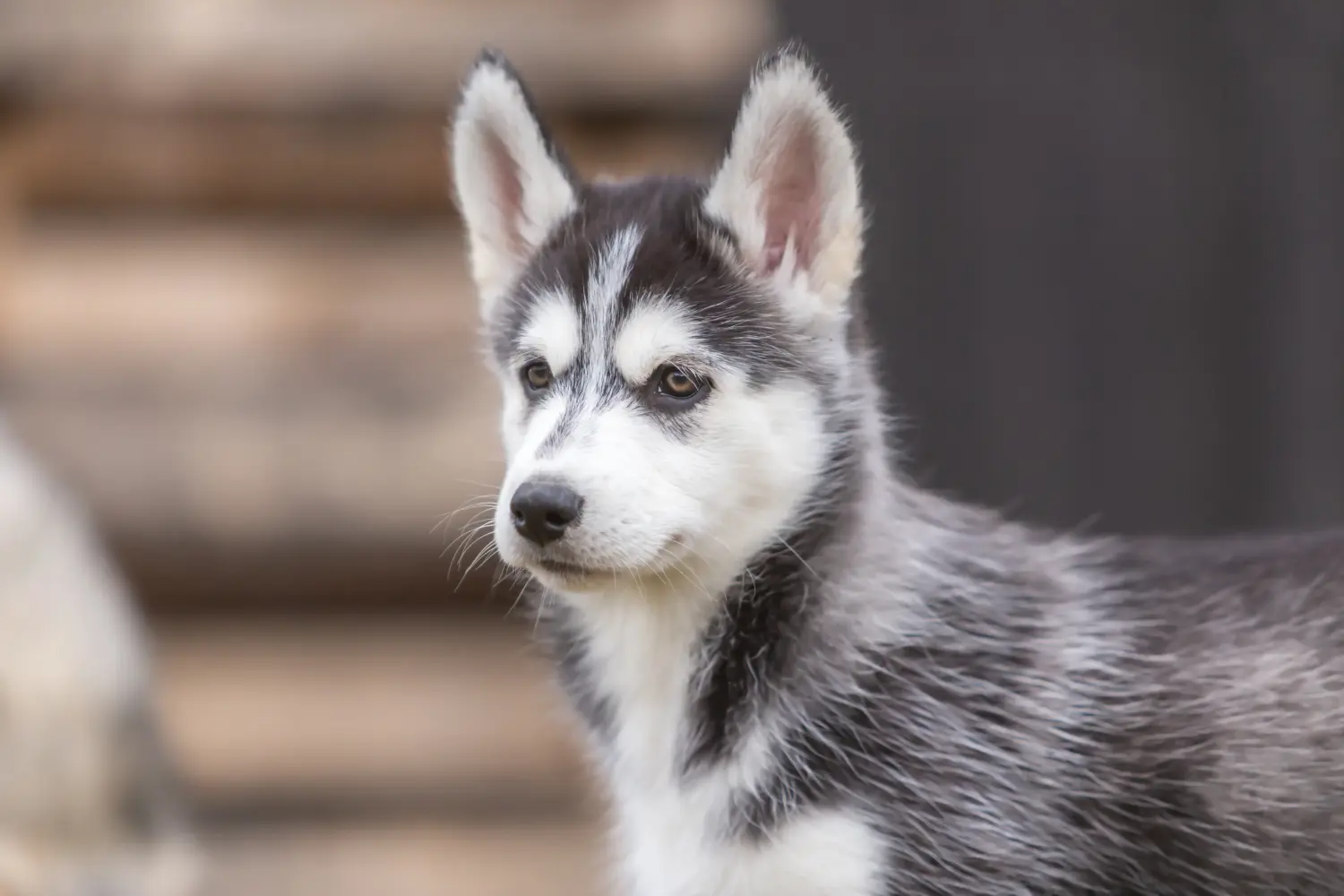 Husky kölyökkutya vásárlása felelősségvállalást jelent! Husky kiskutyák vásárlása.