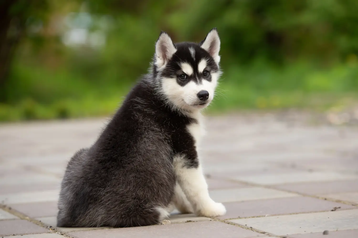 Husky kölyökkutya vásárlása felelősségvállalást jelent! Husky kiskutyák vásárlása.