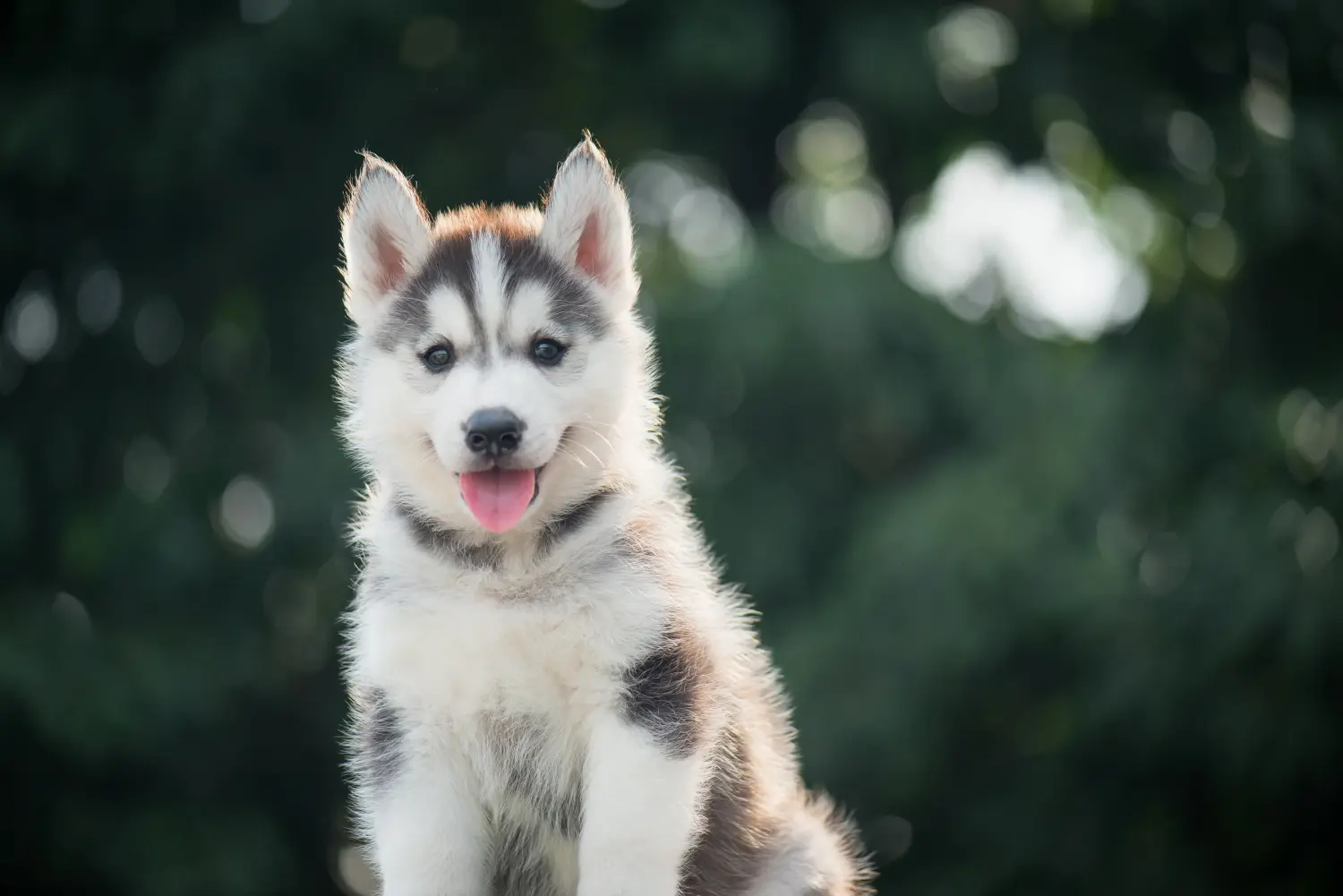 Husky kölyökkutya vásárlása felelősségvállalást jelent! Husky kiskutyák vásárlása.