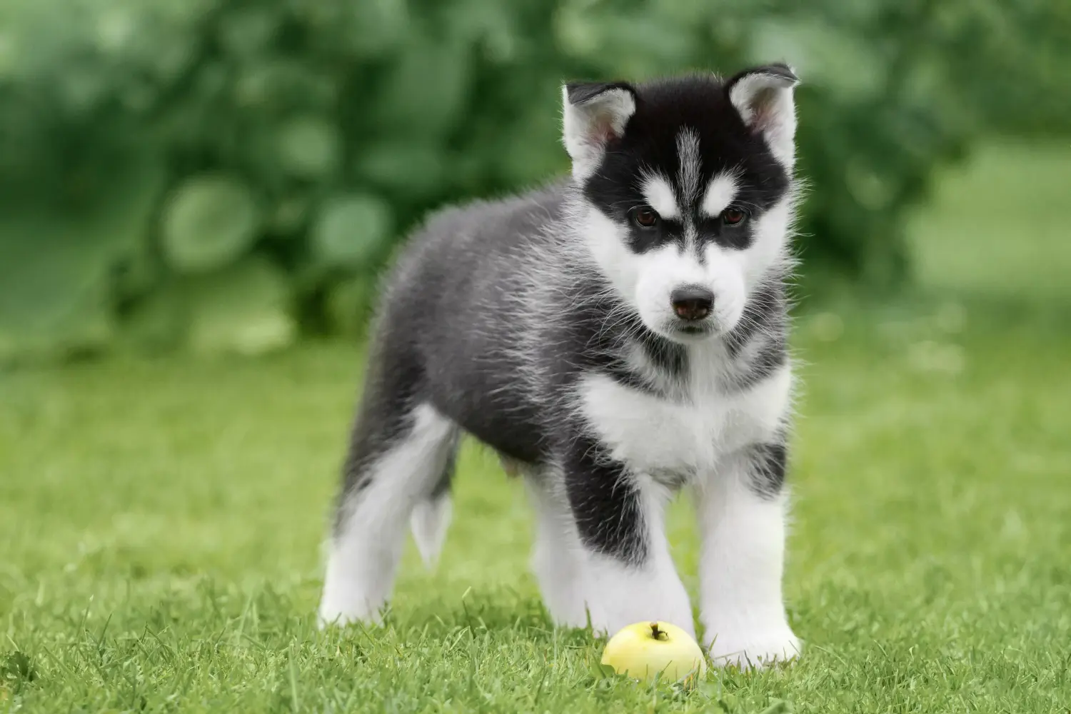 Husky kölyökkutya vásárlása felelősségvállalást jelent! Husky kiskutyák vásárlása.