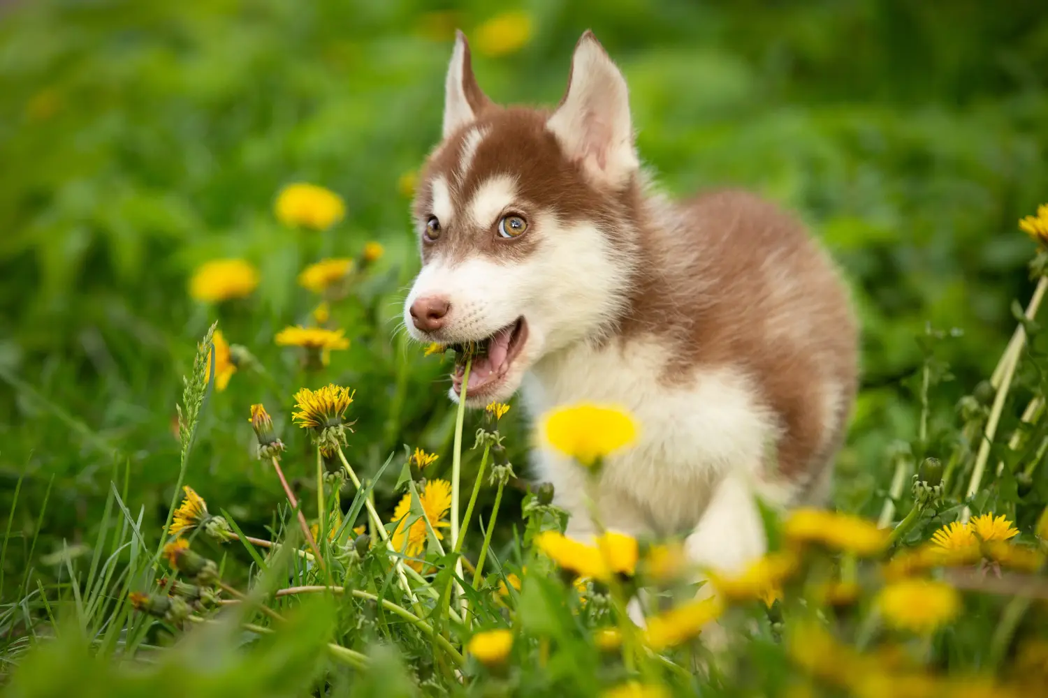 Husky kölyökkutya vásárlása felelősségvállalást jelent! Husky kiskutyák vásárlása.