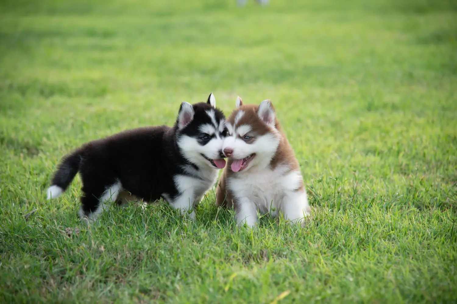 Husky kölyökkutya vásárlása felelősségvállalást jelent! Husky kiskutyák vásárlása.