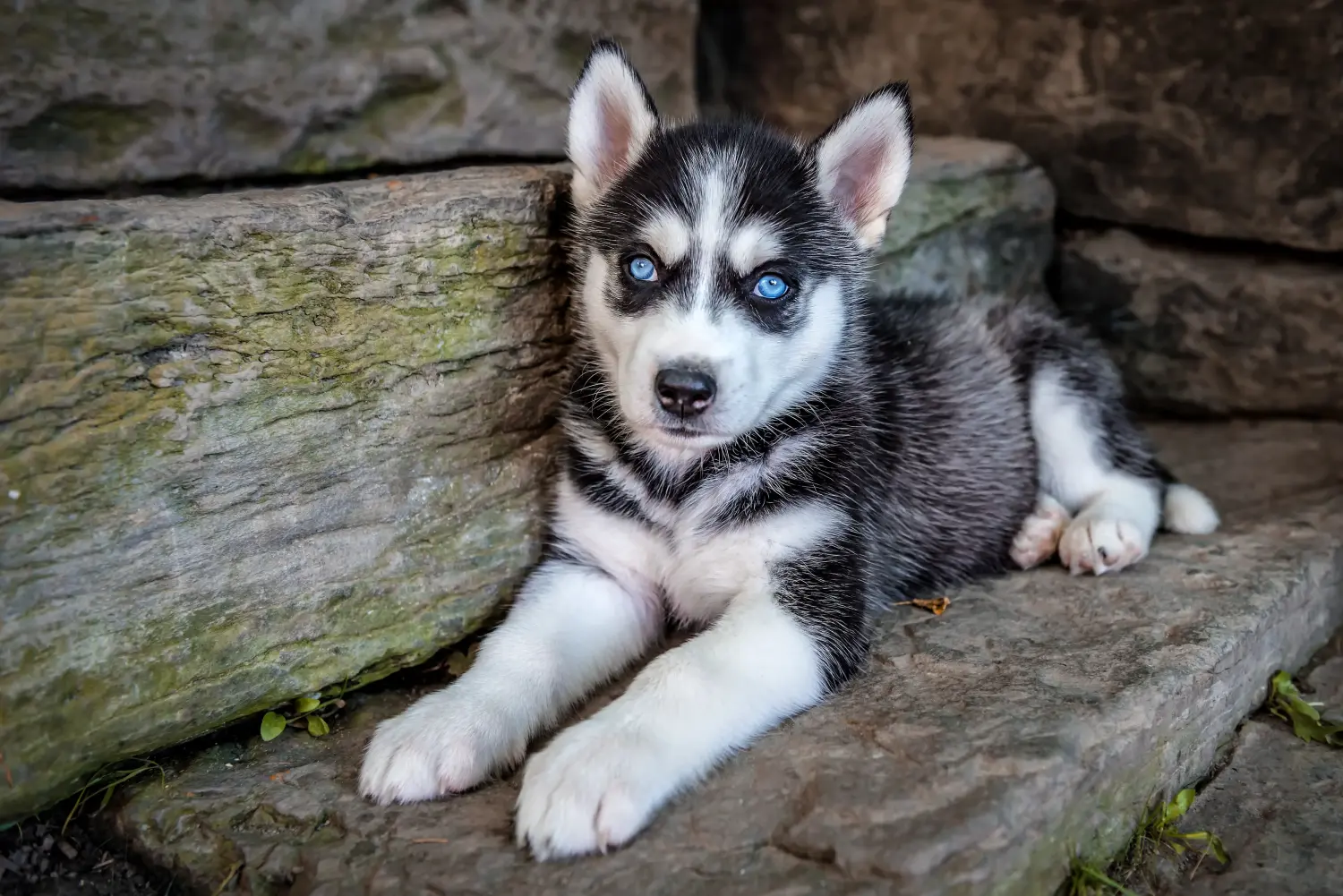 Husky kölyökkutya vásárlása felelősségvállalást jelent! Husky kiskutyák vásárlása.