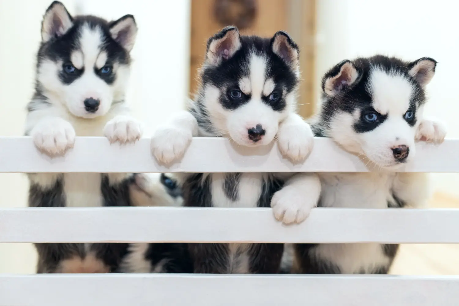 Husky kölyökkutya vásárlása felelősségvállalást jelent! Husky kiskutyák vásárlása.