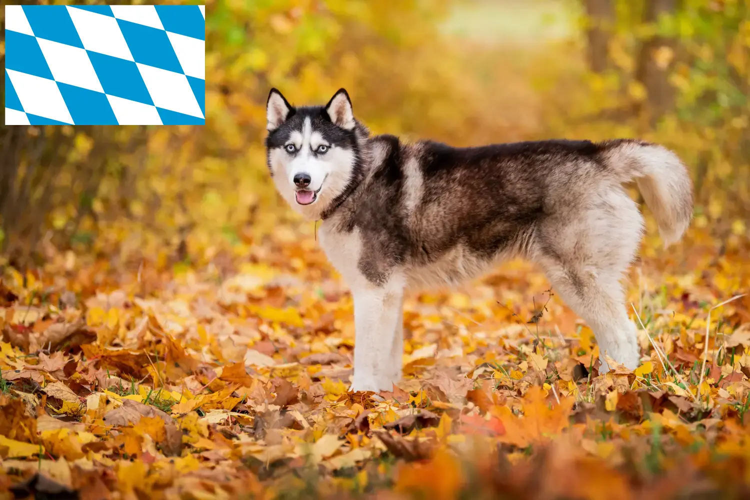 Husky kiskutyák és tenyésztők Bajorországban Itt találhat husky tenyésztőket Bajorországban.