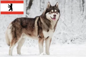 Read more about the article Husky tenyésztők és kiskutyák Berlinben
