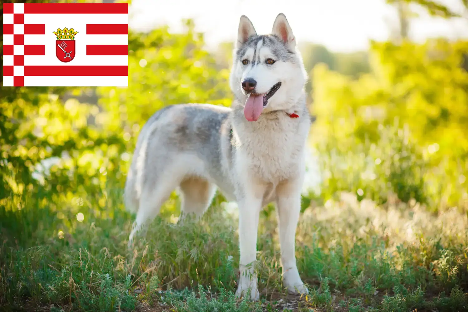 Husky kiskutyák és tenyésztők Bremen Itt találhat Husky tenyésztőket Brémában.