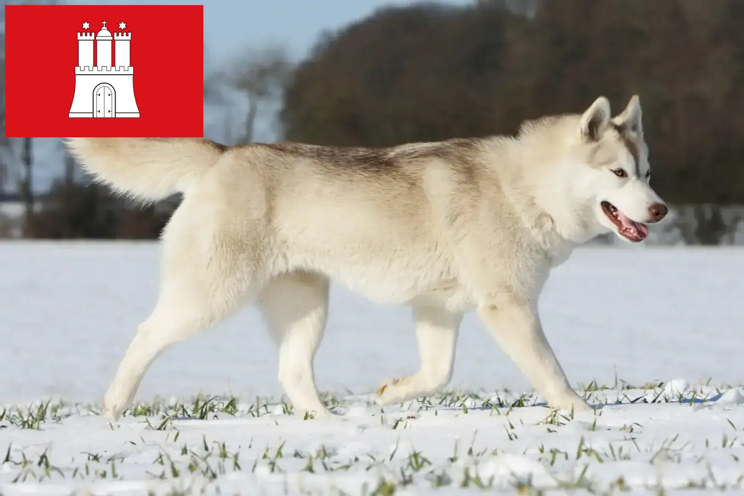 Husky kölyökkutyák és tenyésztők Hamburg Itt hamburgi husky tenyésztőket talál.