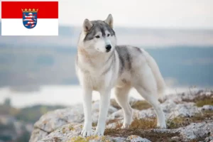 Read more about the article Husky tenyésztők és kölykök Hessenben