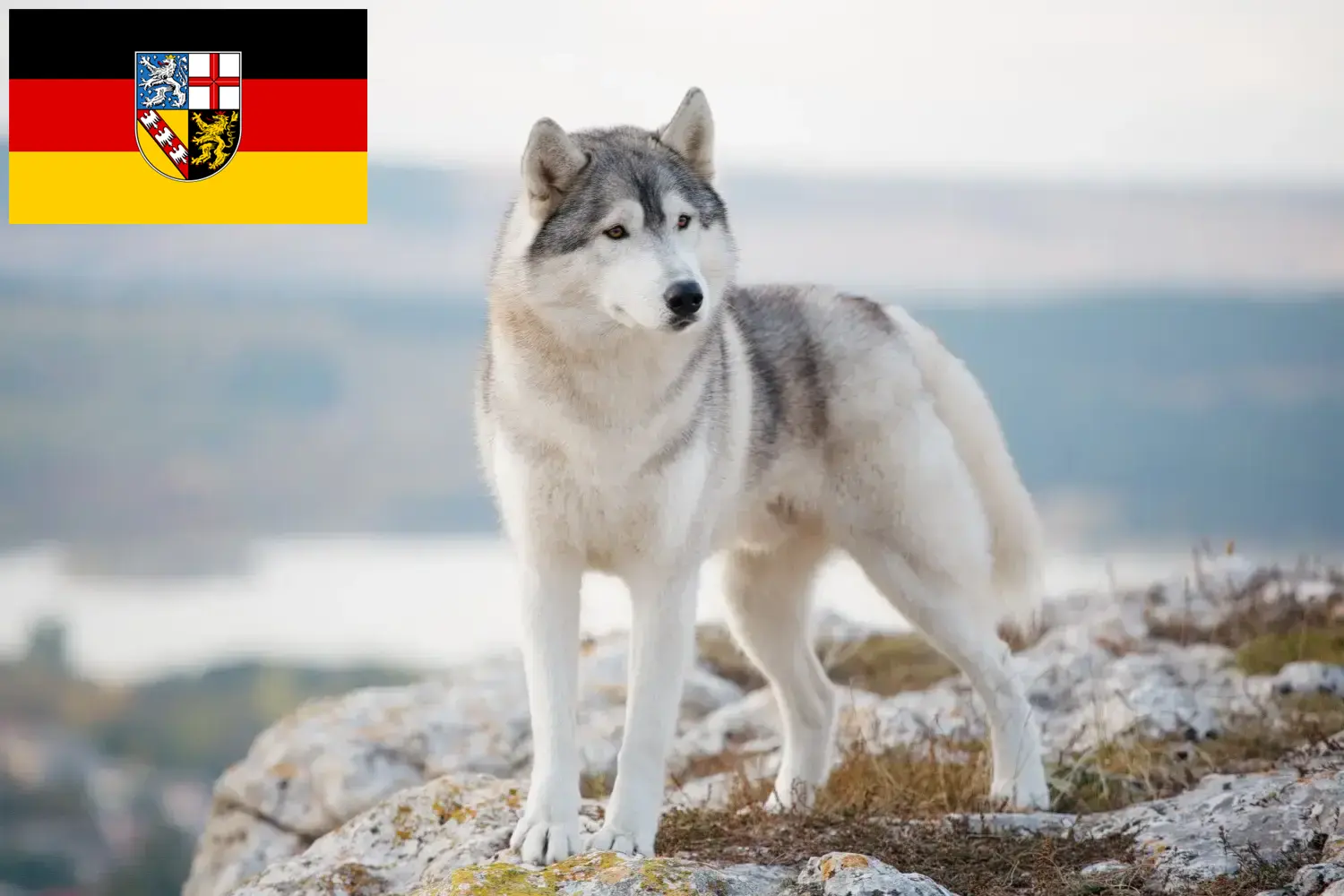 Husky kölyökkutyák és tenyésztők Saar-vidék Itt megtalálhatja a Saar-vidéki Husky tenyésztőket.