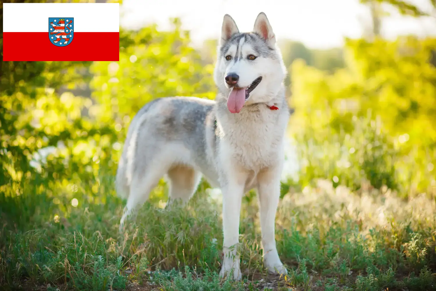 Husky kiskutyák és tenyésztők Türingia Itt találhat Husky tenyésztőket Türingiában.