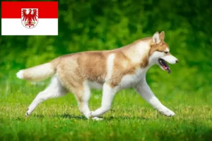 Read more about the article Husky tenyésztők és kölykök Brandenburgban