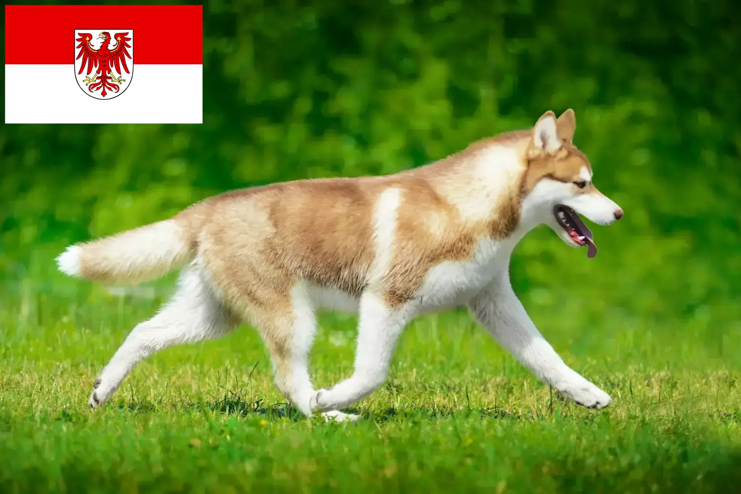 Husky kiskutyák és tenyésztők Brandenburg Itt találhat husky tenyésztőket Brandenburgban.