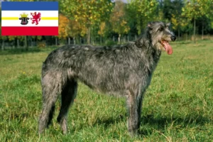 Read more about the article Ír farkaskutya tenyésztők és kölykök Mecklenburg-Elő-Pomeránia tartományban